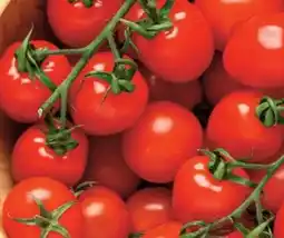 Lidl Premium Cherrystrauchtomaten Angebot