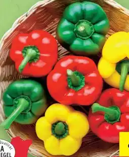 Lidl Paprika Mix Angebot