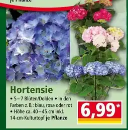 Norma Hortensie Angebot