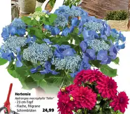 Bauhaus Hortensie Angebot