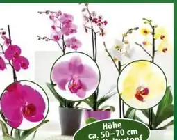 Norma Orchidee Phalaenopsis Angebot