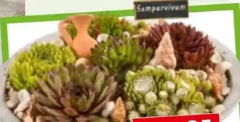 Bauhaus Sempervivum Outdoor Arrangement Angebot