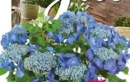 Bauhaus Hortensie Angebot