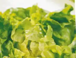 Spar Kopfsalat Angebot