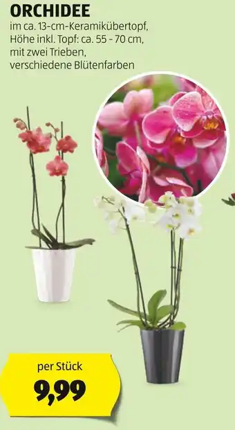 Hofer ORCHIDEE Angebot