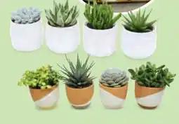 Hofer Sukkulenten Angebot