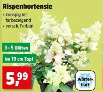 Thomas Philipps Rispenhortensie Angebot