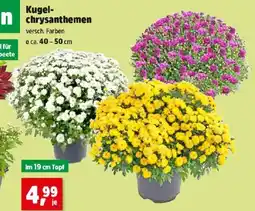 Thomas Philipps Kugel Chrysanthemen Angebot