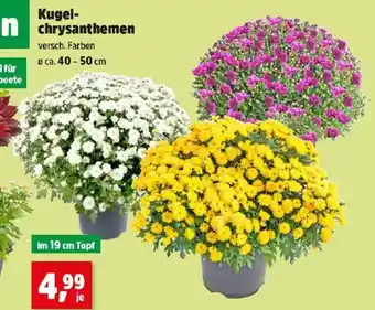 Thomas Philipps Kugel Chrysanthemen Angebot