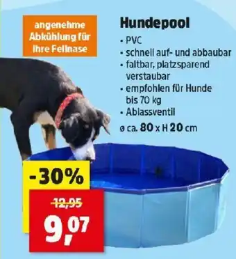Thomas Philipps Hundepool Angebot