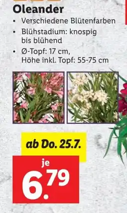 Lidl Oleander Angebot