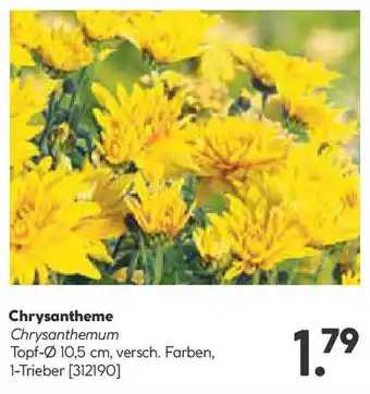 Hellweg Chrysantheme Angebot