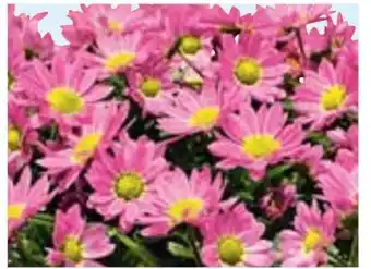 Hellweg Chrysanthemen Swifty Angebot