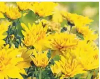 Hellweg Chrysantheme Angebot
