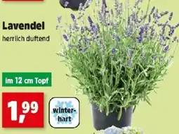 Thomas Philipps Lavendel Angebot