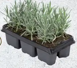 Lidl Lavendel angustifolia Angebot