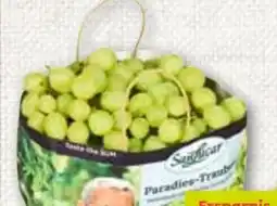 ADEG Trauben Angebot