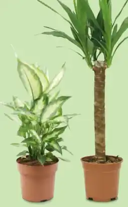 Hofer Grünpflanzen Angebot