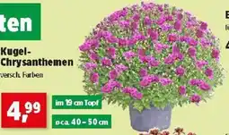 Thomas Philipps Kugel- Chrysanthemen Angebot