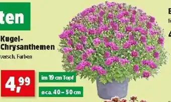 Thomas Philipps Kugel- Chrysanthemen Angebot