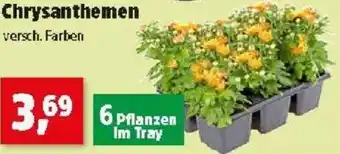 Thomas Philipps Chrysanthemen Angebot
