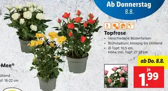 Lidl Topfrose Angebot