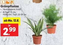 Lidl Grünpflanzen Angebot