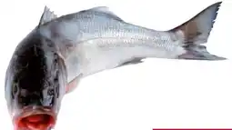 Transgourmet Wolfsbarsch Angebot