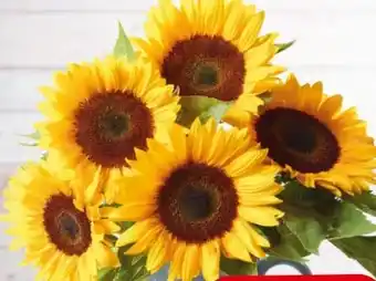 Eurospar Sonnenblumen Angebot