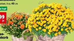 Thomas Philipps Chrysanthemen Angebot