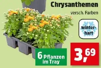 Thomas Philipps Chrysanthemen Angebot