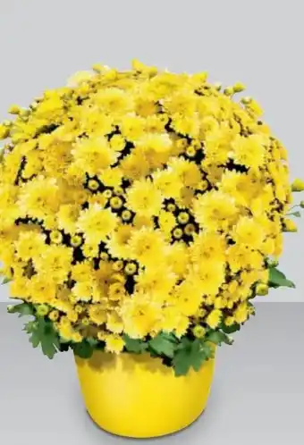 Metro Mini Chrysanthemenbusch Angebot
