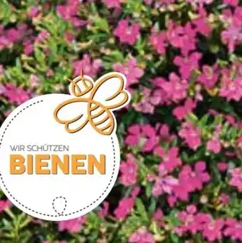 Hellweg Japanische Scheinmyrthe Flori Glory Angebot