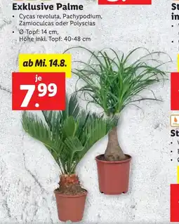 Lidl Exklusive Palme Angebot