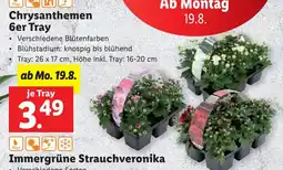 Lidl Chrysanthemen 6er Tray Angebot