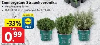 Lidl Immergrüne Strauchveronika Angebot
