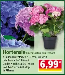 Norma Hortensie Angebot