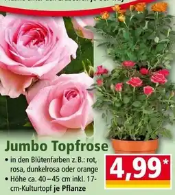 Norma Jumbo Topfrose Angebot