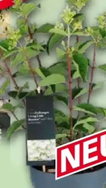 Norma Rispenhortensie Angebot