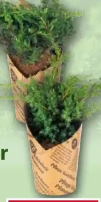 Norma Zwerg-Kriechwacholder Juniperus Angebot