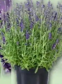 Norma Lavendel Angebot