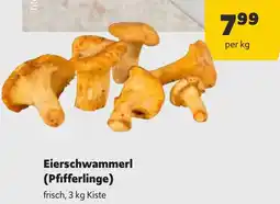 Eierschwammerl (Pfifferlinge) 3kg