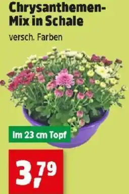 Thomas Philipps Chrysanthemen- Mix in Schale Angebot