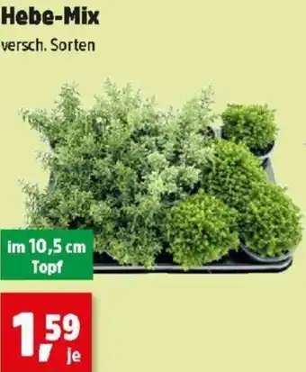 Thomas Philipps Hebe-Mix Angebot