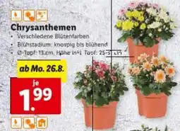 Lidl Chrysanthemen Angebot