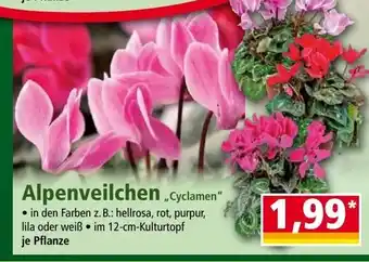 Norma Alpenveilchen Angebot