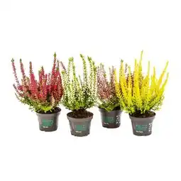 Hellweg Knospenheide Beauty Ladies Angebot