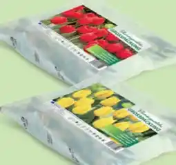 Hofer Blumenzwiebeln Angebot