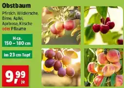 Thomas Philipps Obstbaum Angebot