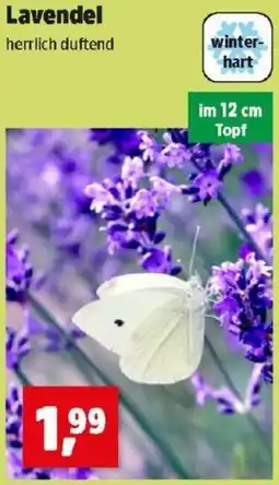 Thomas Philipps Lavendel Angebot
